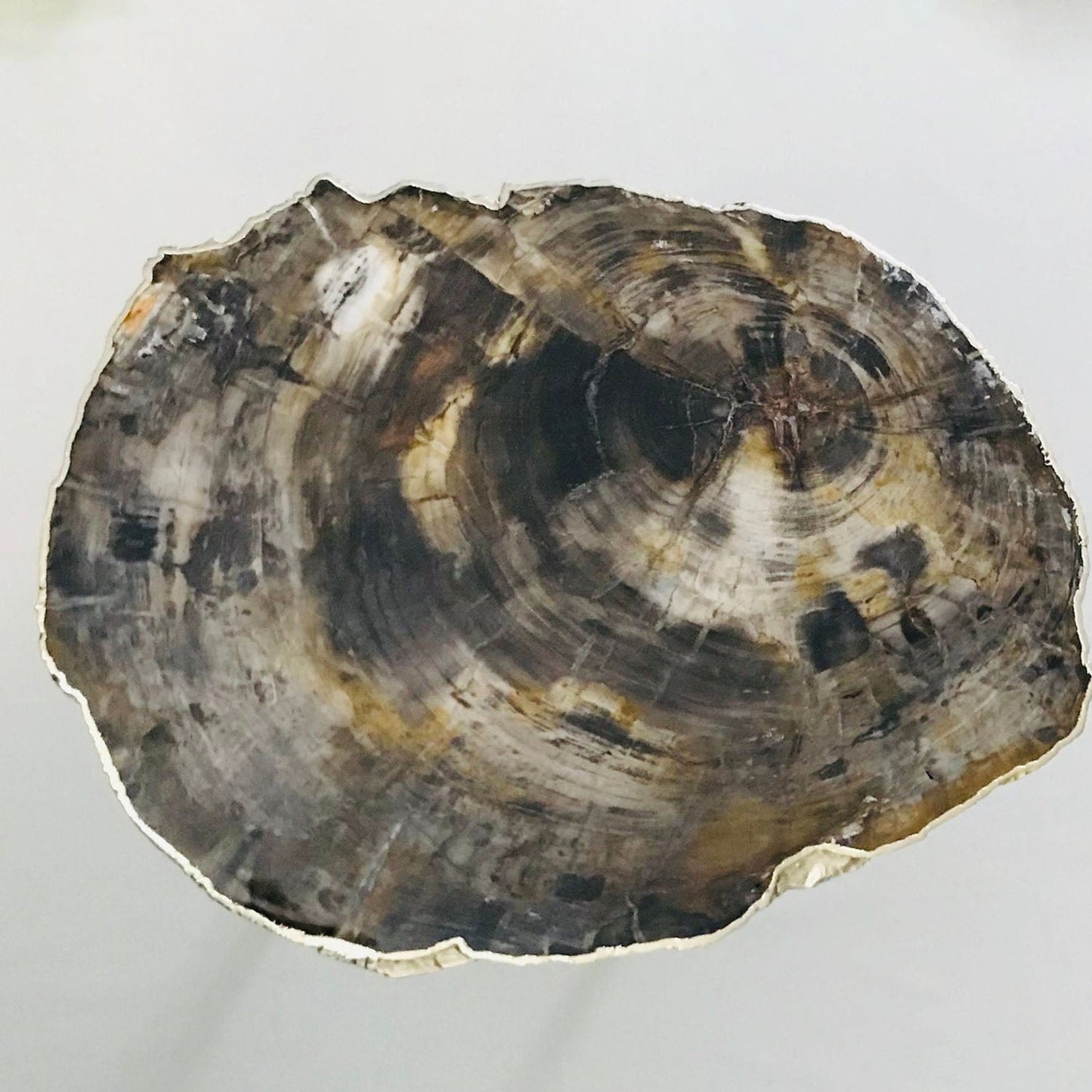 Petrified Wood Agate - Single Crystal with Organic Edge