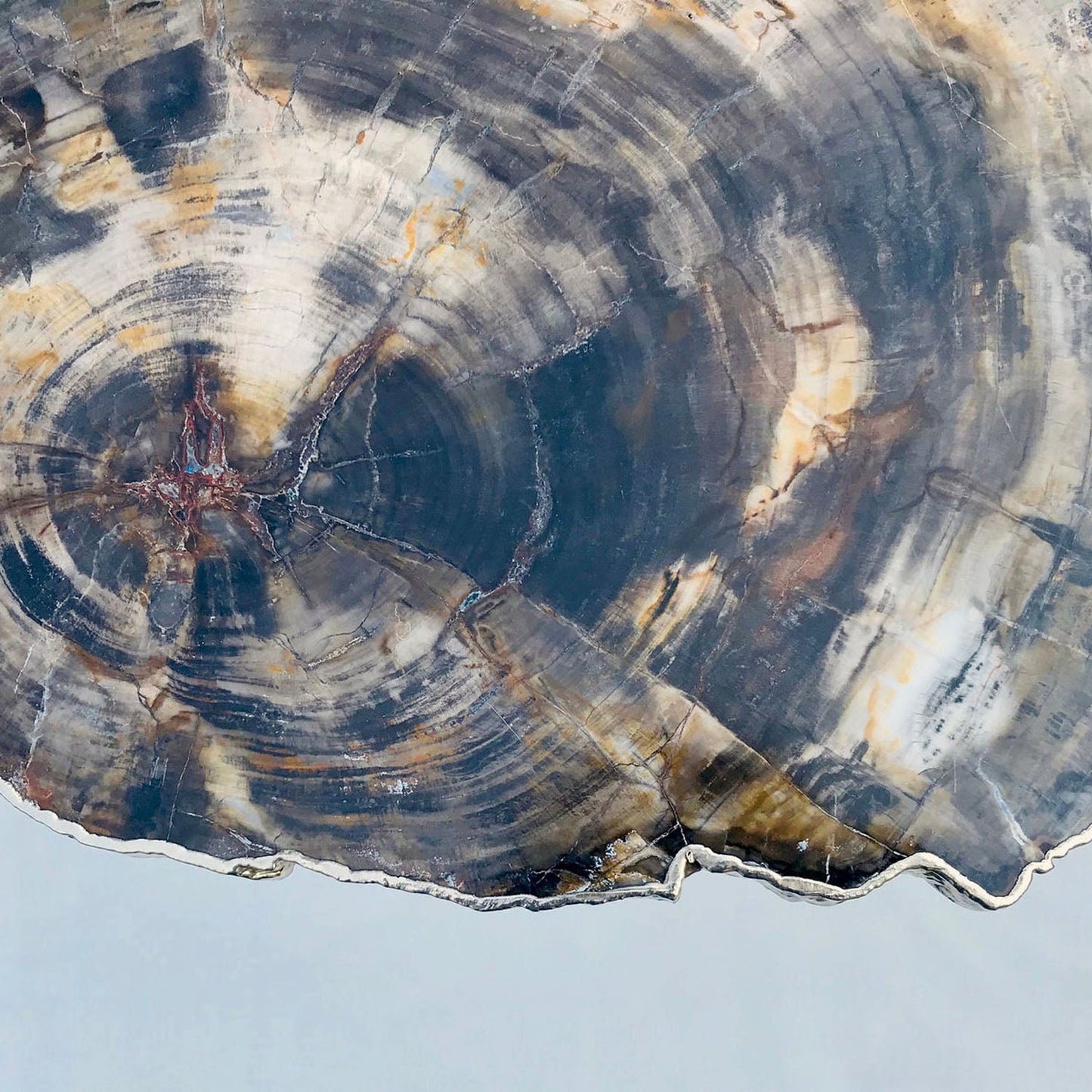 Petrified Wood Agate - Single Crystal with Organic Edge