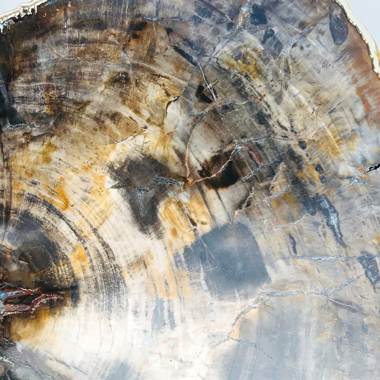 Petrified Wood Agate - Single Crystal with Organic Edge